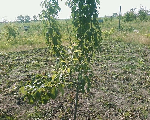 місце посадки груші