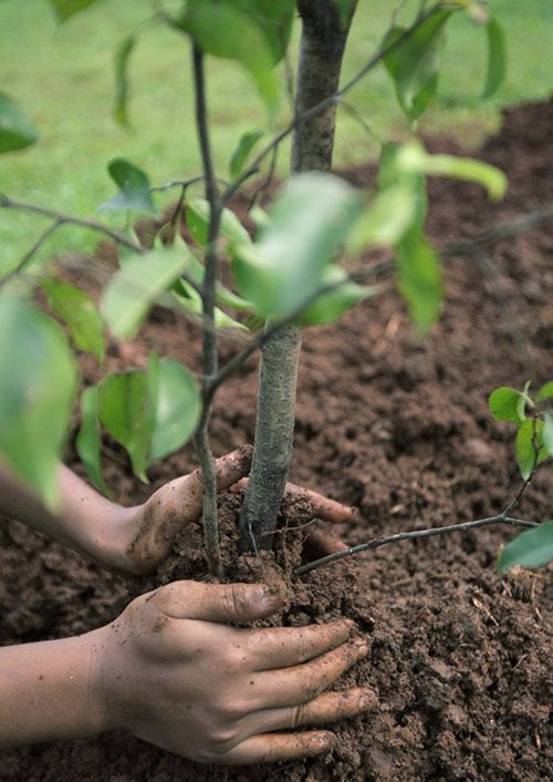 догляд за саджанцем