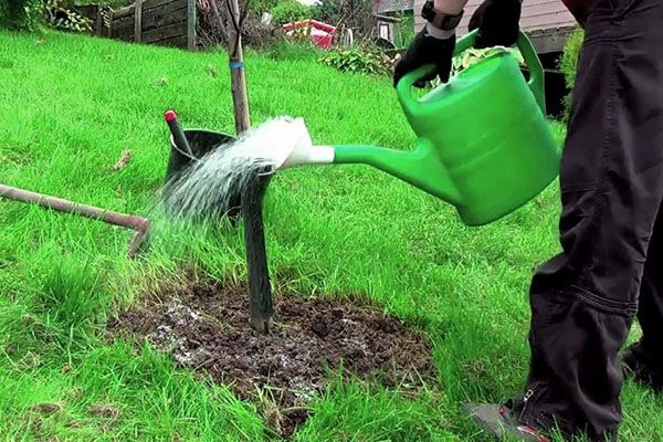 полив груші