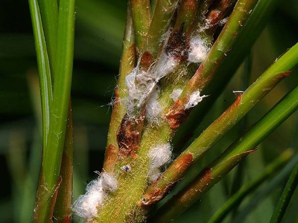 шкідники хвої хермес