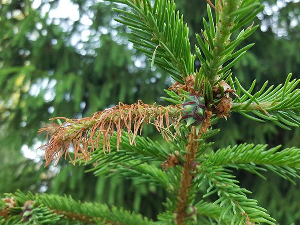 ураження хвої хермес