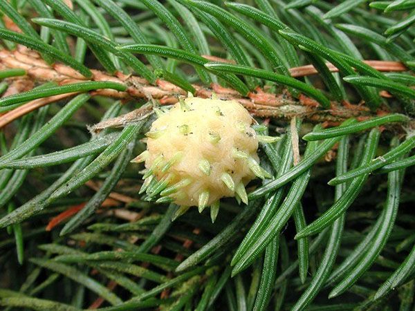 галла поселення личинок хермеса