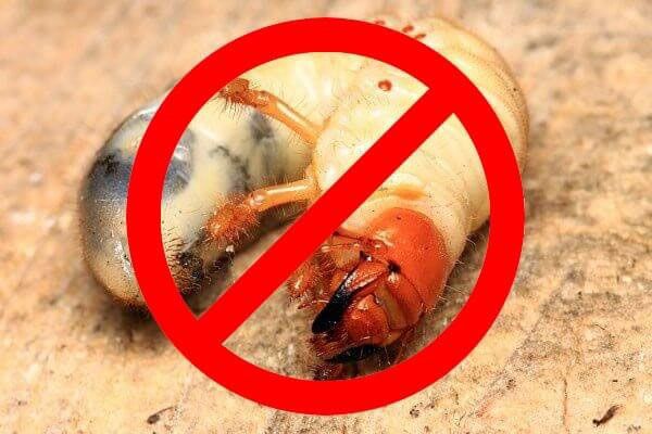 немає травневого жука на городі