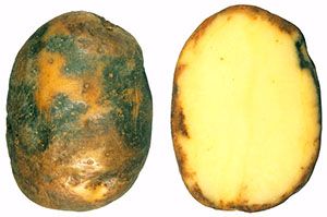 фітофтороз картоплі