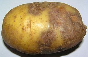 Картопля вражений фітофторозом