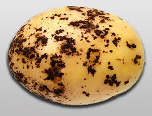 Чорна парша на картоплі