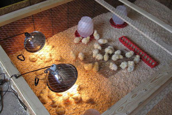 Дотримання температурного режиму захистить курчат від ГРВІ