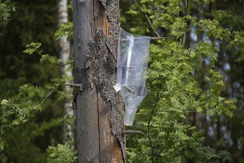 пастка для короеда