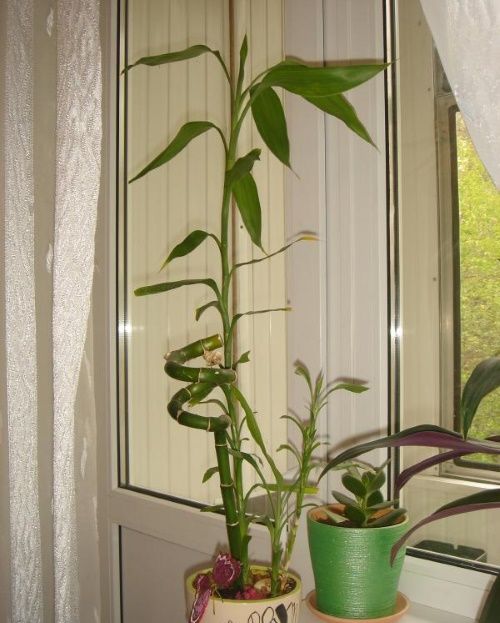 бамбук на вікні