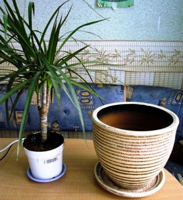 Підбір горщика для пересадки