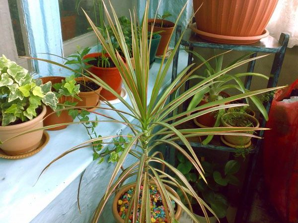 Драцена після пересадки