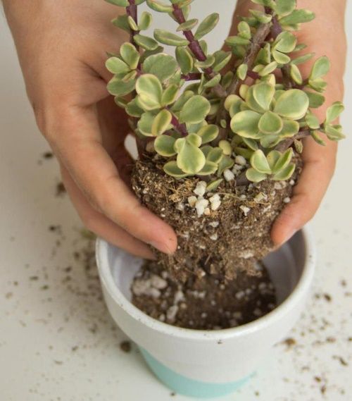 як пересадити грошове дерево