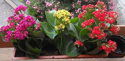 Правильний підбір горщика - один з кроків до цвітіння каланхое
