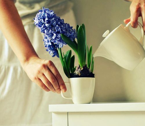 як поливати гіацинт