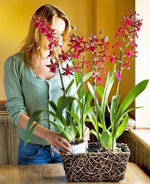 правила догляду за орхідеєю