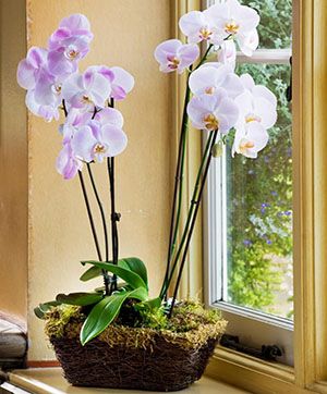 Цвітіння орхідеї триває довго