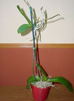 Після цвітіння орхідея може дати дитинку