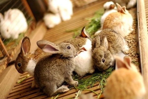 Кроленята їдять траву