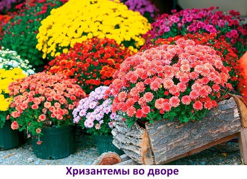 квіти у дворі