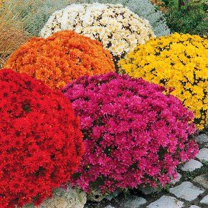 хризантеми