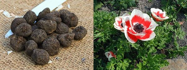 як виростити анемони