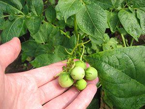 Третя обробка в кінці цвітіння