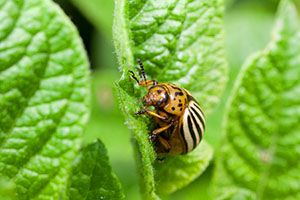Шкідник картоплі колорадський жук