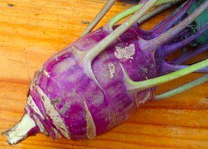 Капуста кольрабі - вирощування і догляд, як вирощувати у відкритому грунті