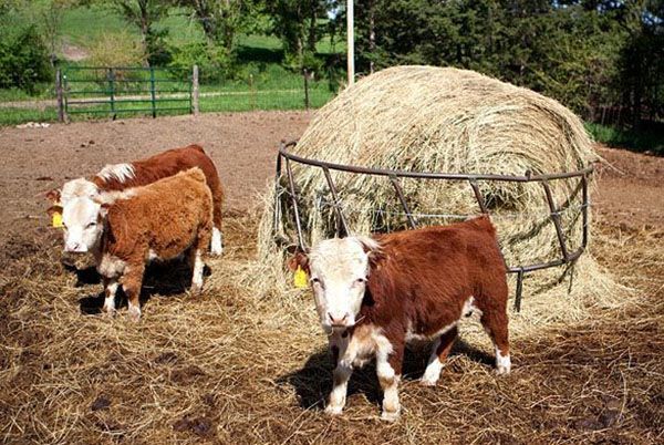 фермерство маленьких корів