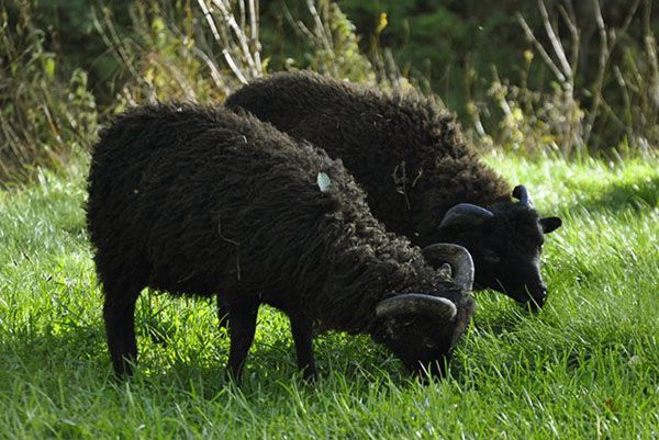 карликові вівці