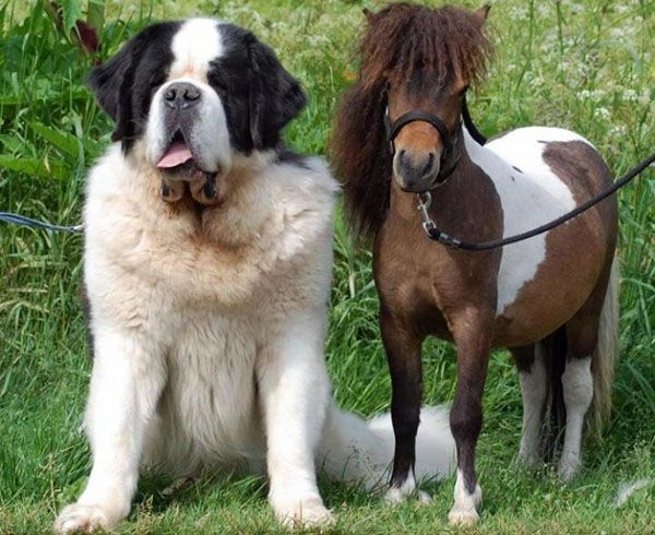 собака і карликова кінь