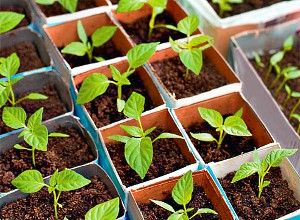 розсада перцю в стаканчиках