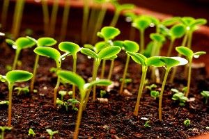 сходи перцю