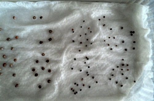 замочені насіння капусти