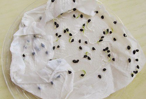 пророщені насіння цибулі-порею