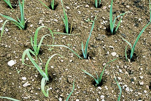 росте цибуля-порей