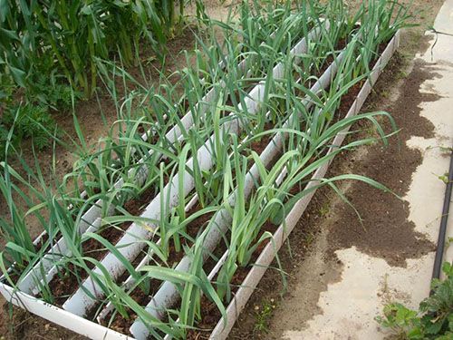 грядка цибулі-порею