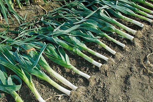 збирання цибулі-порею