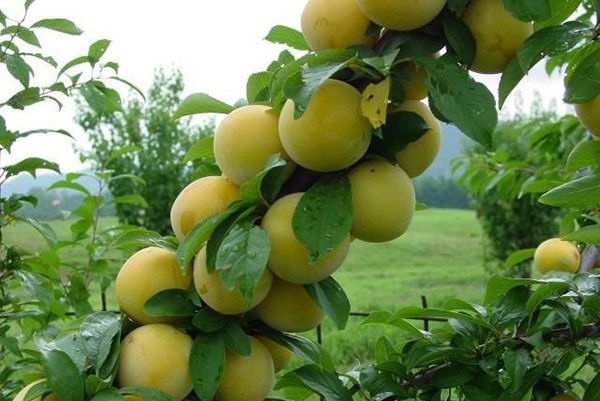 Колоновидна зливу - сорти, опис і фото, посадка і догляд, відео