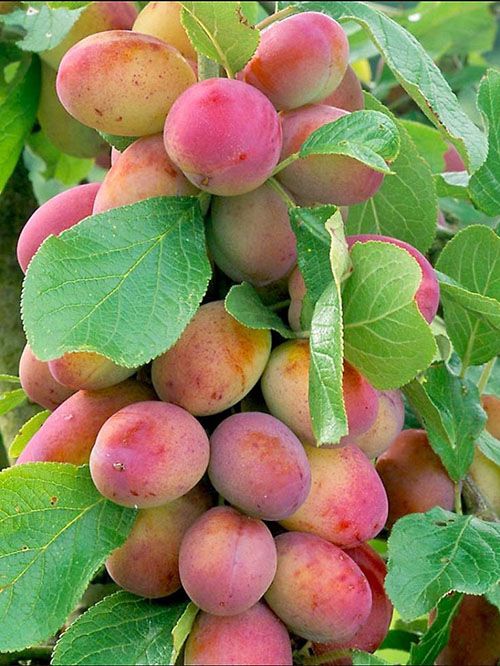 розташування плодів на сливі колоновидною