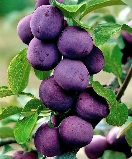 слива сорт Блю Світ