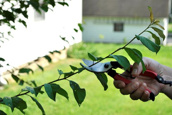 річна обрізка