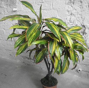 Кордилина Ківі