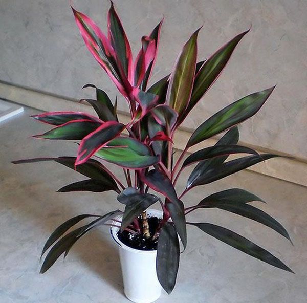 Кордилина Верхівкова