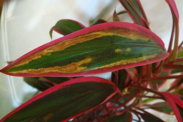 Кордилину не потрібно обприскувати