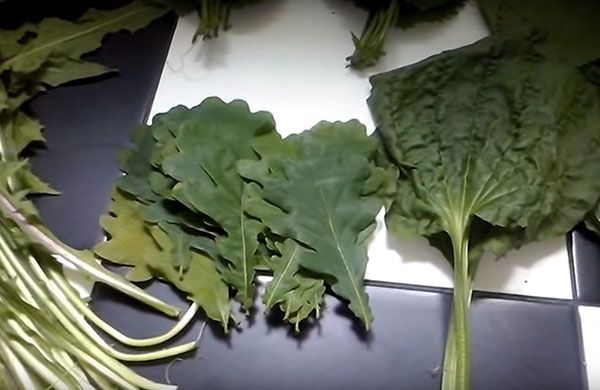 зелений корм для рибок