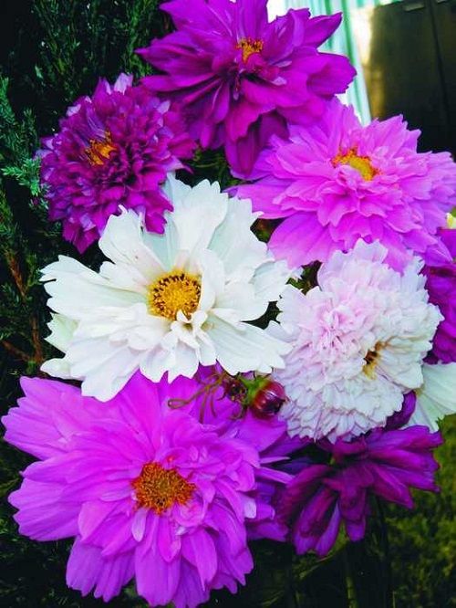 махрова космея