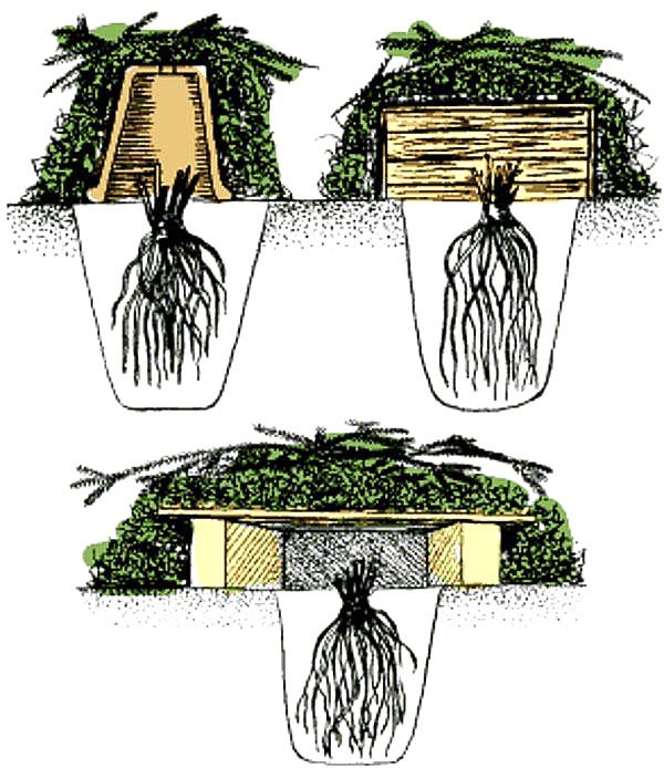 укриття лаватера на зиму