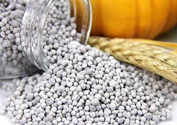 добриво для лаватера