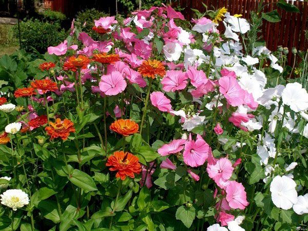 садові композиція з лаватера